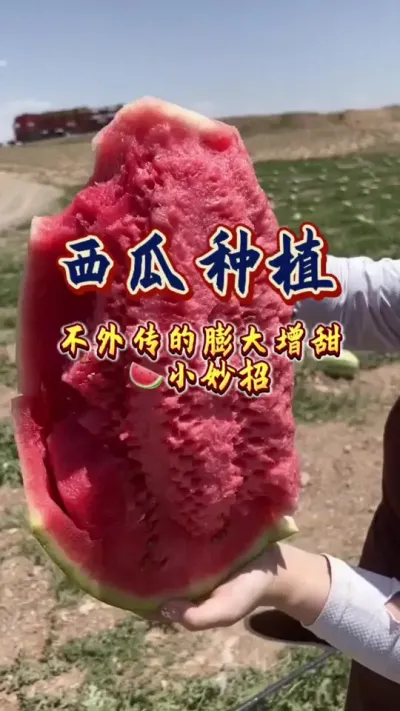 #增产增收才是硬道理 #西瓜种植 #西瓜管理 #增甜 #膨大