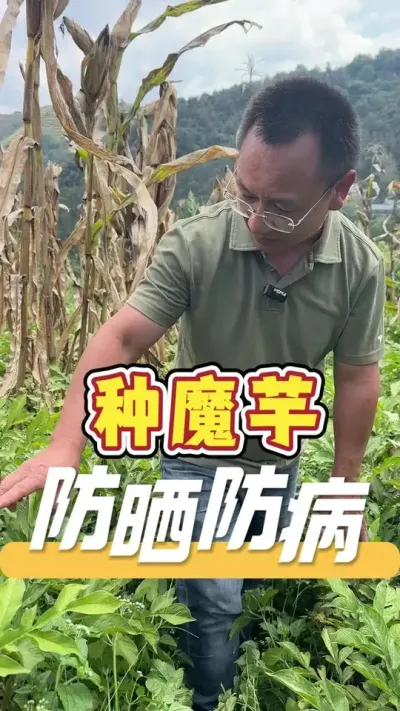 想要栽种好魔芋，你要了解清楚它的生长习性和环境。#魔芋种植#农业技术推广#农业种植#农业服务