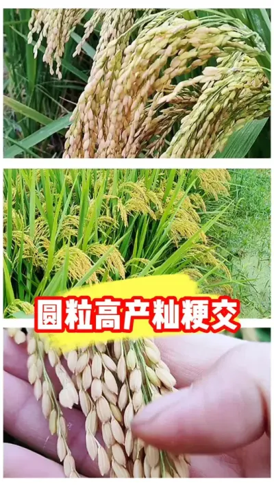 金元宝高产圆粒杂粳火爆销售中 #杂粳 #水稻种植 #水稻管理 #农资肥料 #水稻