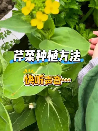 就算你爱频繁浇水也不会挂掉的一款蔬菜！ 阳台种菜总爱一直浇水的姐妹们，都去给我种芹菜，你越浇水它长得越嫩越好吃😂#阳台种菜 #种芹菜 #芹菜种植方法 #种菜盆 #芹菜苗