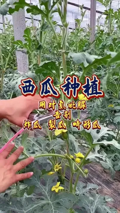 #西瓜种植 #增产增收才是硬道理 #农业技术推广 #瓜农不容易 #西瓜
