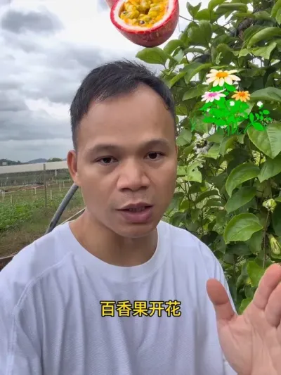 百香果花期用肥#种百香果#黄金百香果种植技术