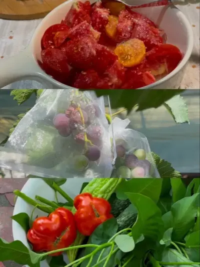 年轻人要懂得享受生活不是吗？#阳台种植 #种植小技巧 #采摘 #日常vlog #番茄