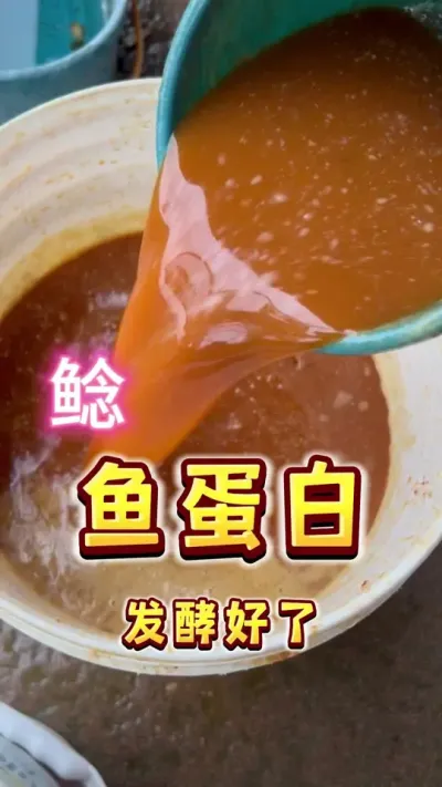 最近做了几次鲶鱼鱼蛋白水肥，开一桶看一看怎么样#盆栽果树 #楼顶果园#鱼蛋白水溶肥 #发酵水肥