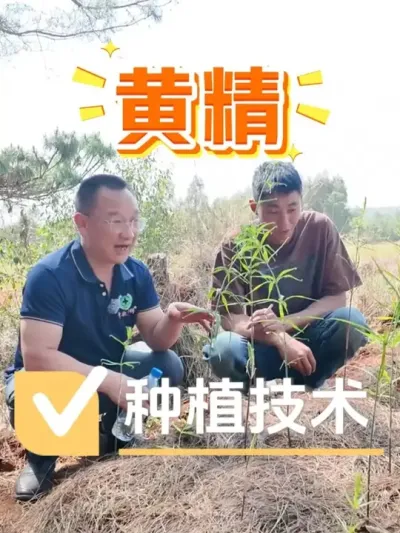 回访石林粉丝的黄精基地，看看长势如何！#黄精 #黄精种植 #黄精药材 #药材种植 #种植小技巧