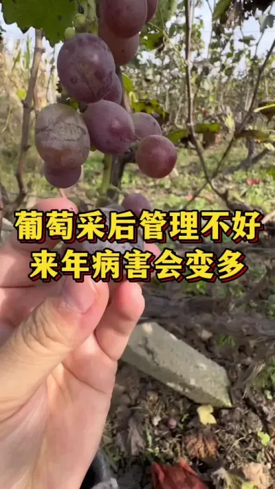 葡萄采后管理不好，来年病害会变多#优质农产品 #农业种植 #三农