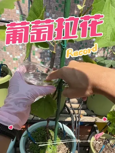 寒香蜜葡萄拉花，葡萄怎么拉花？视频结尾有其他品种的赤霉酸浓度比例，仅供参考。#葡萄拉花#寒香蜜