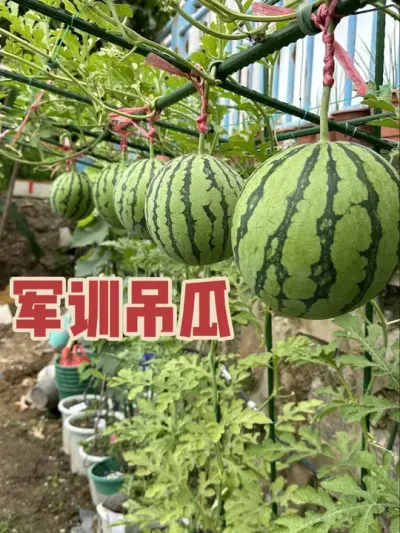 你们的西瓜还好吗？连续下雨天，会不会炸瓜？军训吊瓜开始进入成熟阶段。#西瓜种植