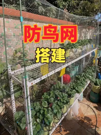 套袋防不住小鸟，给草莓花架拉个简易的防鸟网。#盆栽草莓#防鸟网