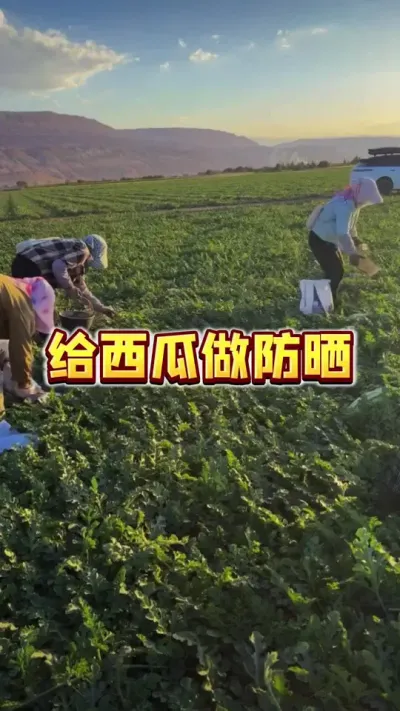 #西瓜种植 #西瓜管理 #病虫害防治 #增产增收
