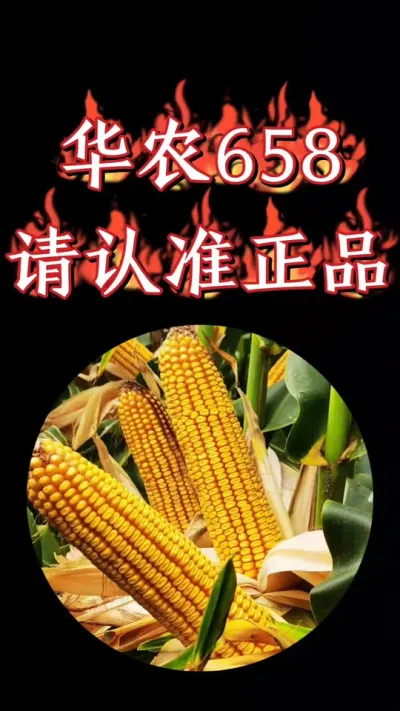 高产大棒华农658，购买时一定要买正品，没有二维码或者不清楚的假冒产品千万不能买#高产大棒 #玉米 #高产玉米种子 #高产玉米 #农资肥料