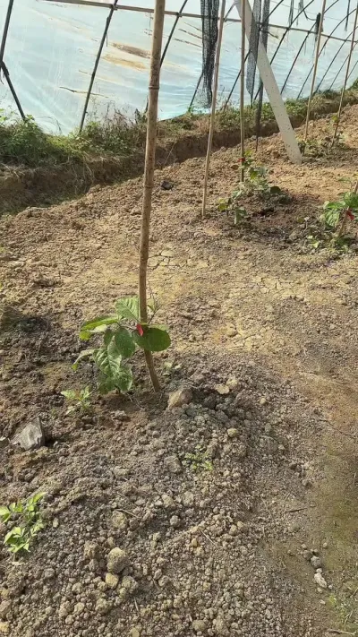 百香果施肥注意事项#种植技术 #农业技术 #三农种植 #种百香果 #百香果