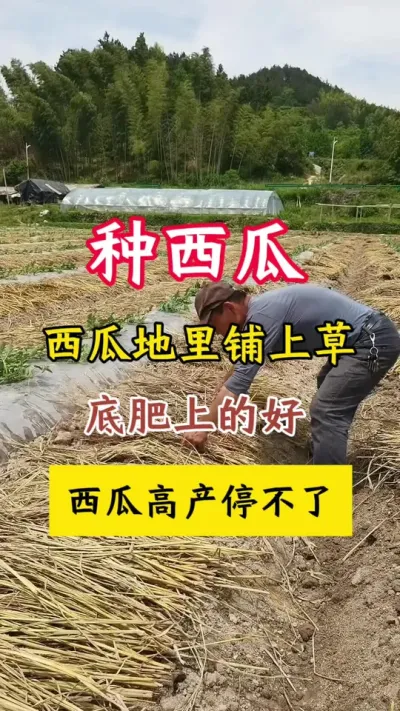 #种西瓜#西瓜种植 #西瓜种植技术#西瓜底肥 #西瓜管理