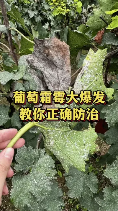 葡萄霜霉大爆发，教你正确防治#三农种植 #种植技术 #葡萄种植