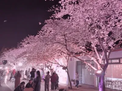 不要犹豫 请立马艾特世界上最漂亮的女孩来看樱花.#樱花🌸