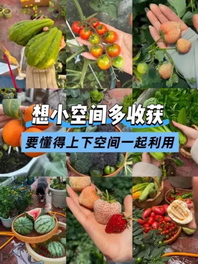 其实上下空间一起利用就能将一平米种出十平米效果！ 废弃露台改造后的全貌来啦！主打一个实用！#真实生活分享计划 #露台种菜 #露台小菜园 #浇水神器 #阳台种菜