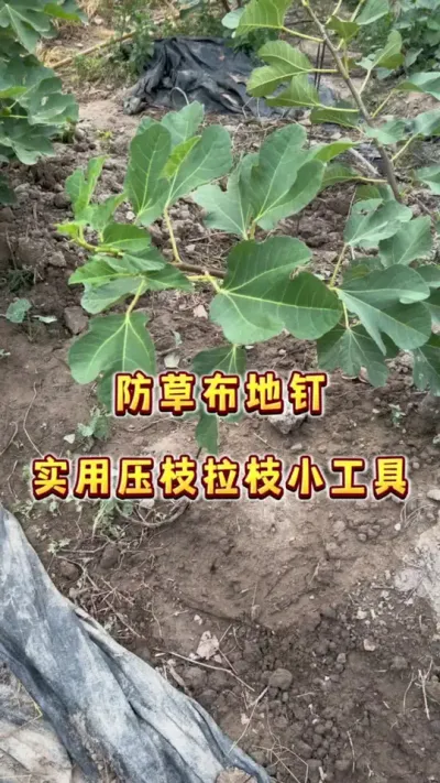 拉枝，压枝的小工具，超实用～蓝莓，无花果，个钟盆栽地栽果树都可以考虑用它拉压枝#无花果#盆栽蓝莓 #种植小技巧 #家庭种植 #贝子的盆栽小果园