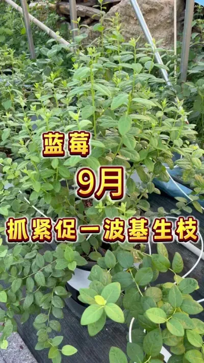家庭盆栽蓝莓9月份抓紧来最后催一波枝条咯，基生枝，背生枝，短截促分枝，都有效！#盆栽蓝莓#楼顶果园 #家庭种植 #种植小技巧 #内容启发搜索