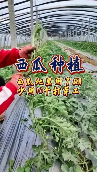 #西瓜种植 #增产增收才是硬道理 #西瓜管理 #硼肥 #农业技术推广