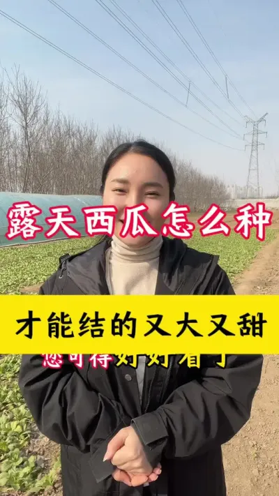 #西瓜种植 #西瓜种植技术 #露天西瓜种植 #种西瓜