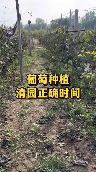 葡萄种植，清园正确时间#农业种植 #优质农产品 #三农