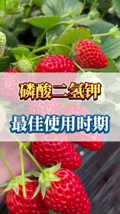 磷酸二氢钾，最佳使用时间#草莓🍓采摘 #草莓种植户 #蓝莓基质