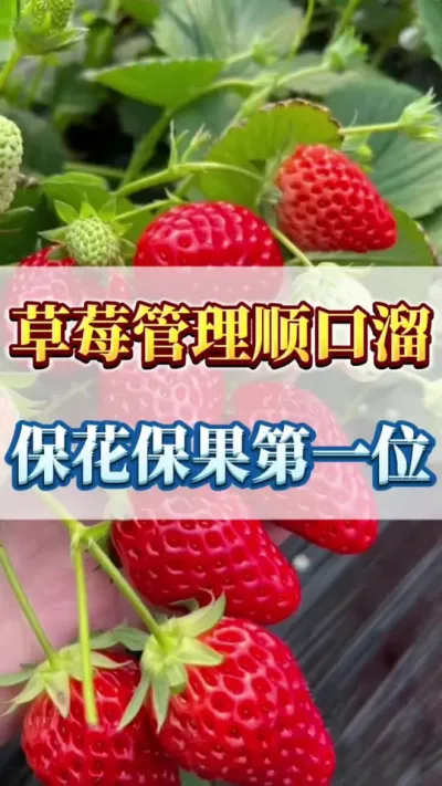 草莓管理顺口溜，保花保果第一位#种植草莓 #草莓育苗技术交流