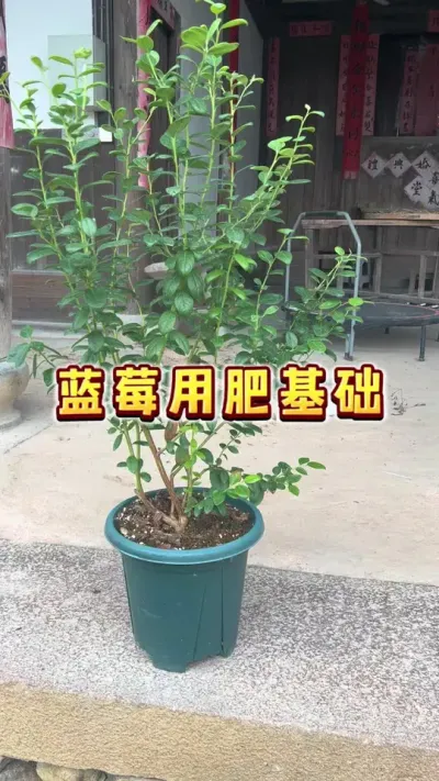 我们来gong一下蓝莓的基础用肥#蓝莓#盆栽蓝莓#楼顶果园#大数据把我推给爱吃蓝莓的人 #内容启发搜索