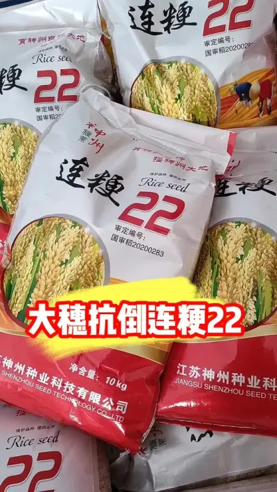 大穗抗倒连粳22，谁种都喜爱#水稻种植 #水稻品种 #高产水稻 #抖音助农 #农资肥料