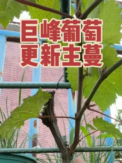 巨峰葡萄更新主蔓，第一年主蔓没有培养好，空缺的结果侧枝比较多，决定摘完果子后更新主蔓，修剪玩两个月后的长势更新。#巨峰葡萄#更新主蔓