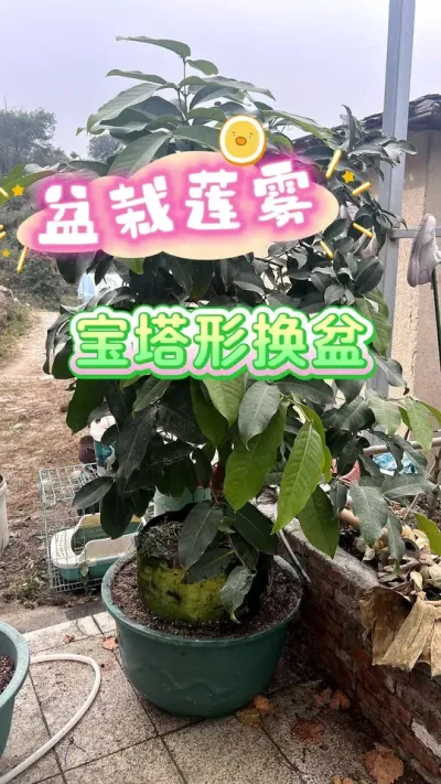 盆栽莲雾，换盆了，这个造型&hellip;&hellip;是不是挺别致？#盆栽果树 #楼顶果园#莲雾 #三农流量扶持计划 #真实生活分享计划