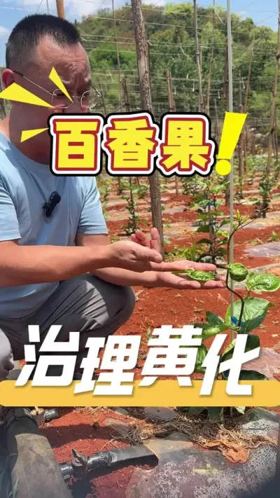 栽种百香果，苗期最严重的问题就是&ldquo;黄化茏头&rdquo;，如果没有好的解决方法是很头痛的，不妨试试&ldquo;360&rdquo;方案，让您的果园重塑盛况。#百香果#农业技术推广#农业种植