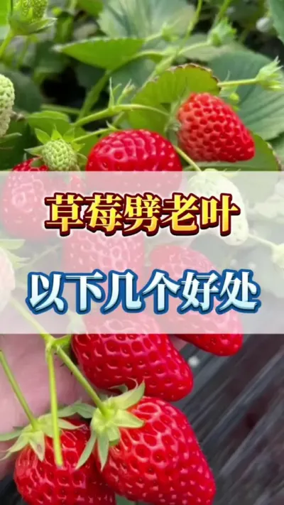 草莓劈老叶，一下几个好处#草莓苗育苗基地 #三农 #草莓育苗