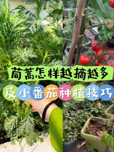 找对方法才能有吃不完的瓜果蔬菜呀！#阳台种菜 #种植小技巧 #我的小菜园 #茼蒿 #小番茄