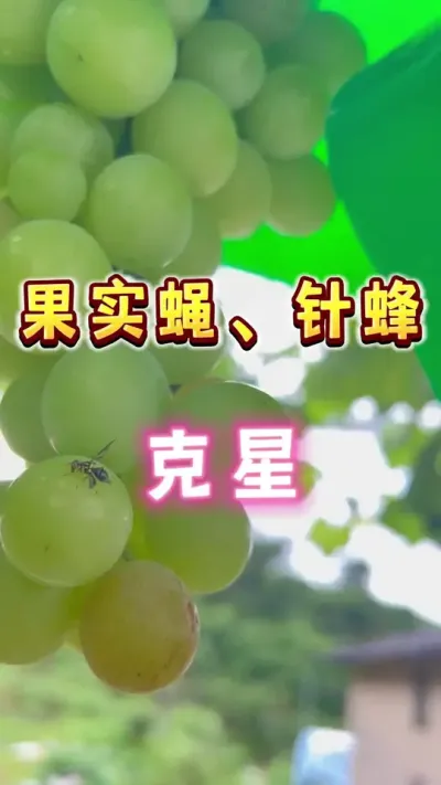 本来我还想用葡萄伞罩完全代替葡萄套袋，看来是我天真了～不套袋的瓜果芭乐葡萄莲雾，还是需要一个果实蝇诱粘剂的#盆栽葡萄 #盆栽果树#楼顶果园 #果蝇 #内容启发搜索