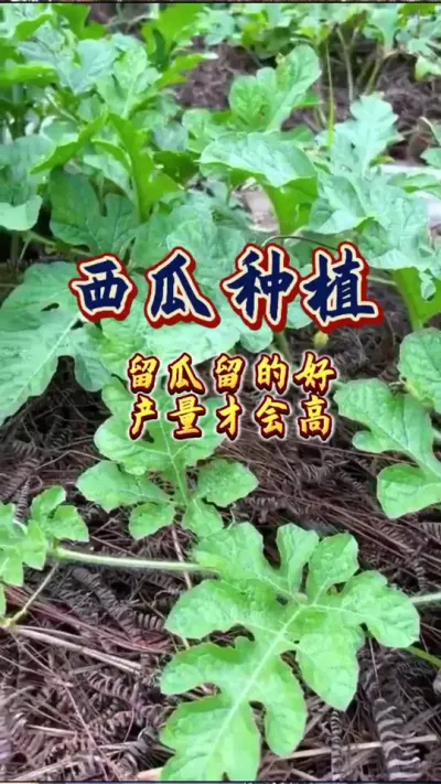#增产增收才是硬道理 #西瓜种植 #农业技术推广 #生根壮苗 #瓜农不容易