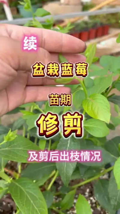 盆栽蓝莓苗期修剪，及前一次修剪的出枝情况#盆栽蓝莓 #蓝莓自由 ##大数据把我推给爱吃蓝莓的人 #内容启发搜索 #蓝莓修剪