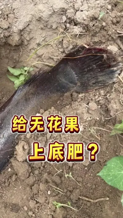 给无花果上点儿米级底肥&hellip;&hellip;#无花果#家庭果园 #底肥  #三农 #贝子的盆栽小果园