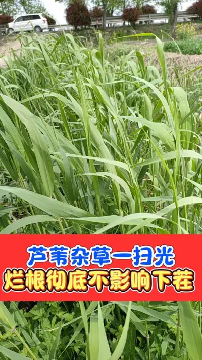 芦苇茅草杂草一扫光 一套一桶水打匀打透，芦苇茅草葎草等杂草一扫而光，死根彻底不反弹，不影响下茬种植#农资肥料 #三农种植 #除草剂 #除芦苇 #除杂草