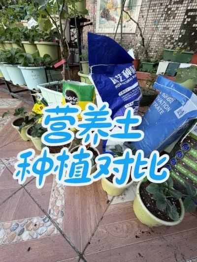 热门营养土种植对比，谁才是性价比之王？本次自购基质品牌有花语、美乐棵、船长、仙途、月逸轩、史丹利。#营养土 #基质 #盆栽草莓