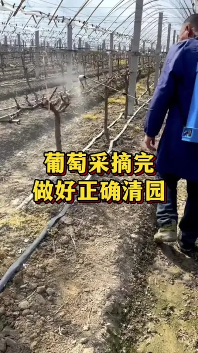 葡萄采摘后，做好正确清园#农业种植 #优质农产品 #葡萄种植