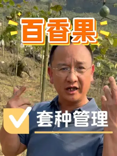 热情果地套种百香果，能不能成功？#热情果 #百香果 #种植小技巧 #种植技术 #农资肥料