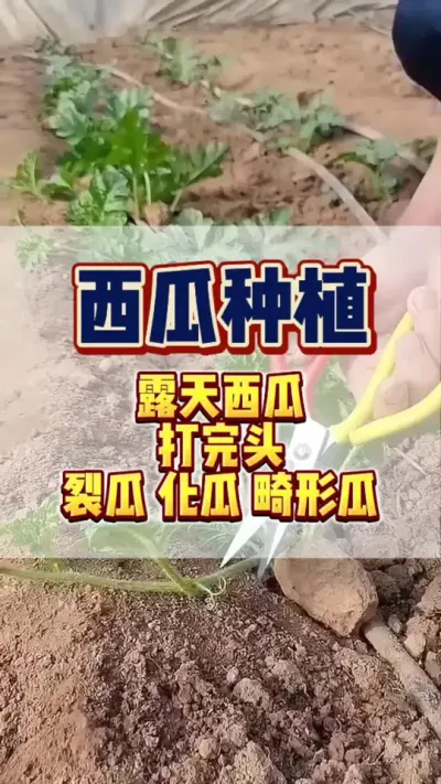 #西瓜种植 #增产增收才是硬道理 #农业技术推广 #西瓜管理 露天西瓜打了头，炸瓜裂瓜还畸形