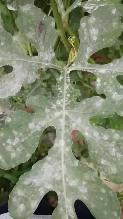#种西瓜#西瓜种植 #西瓜种植技术#大棚西瓜#西瓜病害