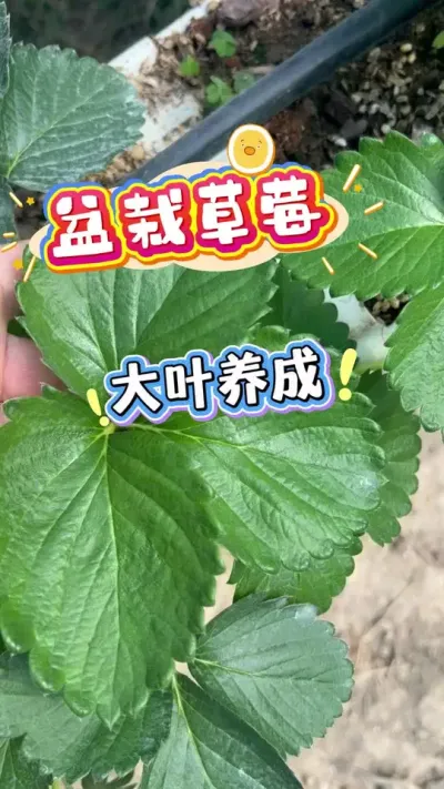 盆栽草莓怎么养出油光厚实的大叶片？#草莓 #盆栽草莓#楼顶果园 #草莓自由#内容启发搜索