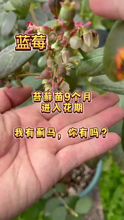 去年5月底种这批特别小的蓝莓苔藓的时候，说的今年春天开花坐果，现在兑现了🫰#盆栽果树 #小院时光 #楼顶果园 #春天