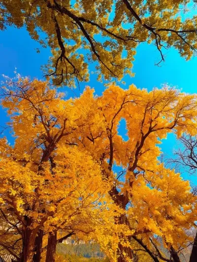好景难遇，如同你一样#银杏树