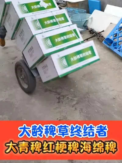 抗性稗草终结者 铁砂掌打匀打透打仔细，死草彻底不反弹#水稻种植 #水稻除草剂 #水稻除草 #铁砂掌 #农业种植