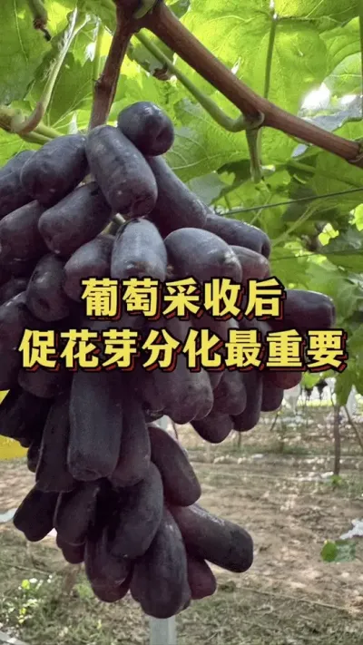 葡萄采收后，促花芽分化最重要#优质农产品 #三农 #种植管理