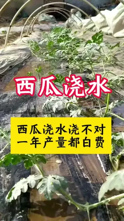 #西瓜种植技术 #西瓜种植#种西瓜#西瓜浇水#大棚西瓜